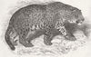 ANIMALS. Jaguar 1847 old antique vintage print picture
