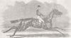SURREY. Dayrell, winner of Derby  1855 old antique vintage print picture