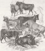 SCOTLAND. Prize cattle, exhibited, farm show, Dundee 1843 old antique print