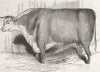 HEREFORD. Mr Jeferies Hereford bull 1843 old antique vintage print picture