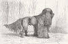 BERLIN. Nero, German corded-coated poodle, Dog Show 1880 old antique print