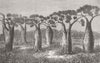 AUSTRALIA. Bottle-trees of Queensland 1873 old antique vintage print picture