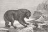 DOGS. Erebus and terror 1873 old antique vintage print picture
