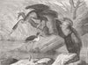 BIRDS. London Zoo. darter & stilt plover 1873 old antique print picture
