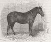 BURMA. Burma. Bob, the Burmese pony 1864 old antique vintage print picture