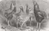 INDIA. Begum Pilly Gaguzes, Indian poultry species 1865 old antique print