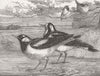 AUSTRALIA. Magpie-larks of, London Zoo 1863 old antique vintage print picture
