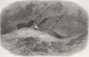 CORK. Royal Adelaide, her voyage from to London 1850 old antique print picture