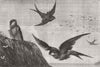 BIRDS. The return of the Swallows 1877 old antique vintage print picture