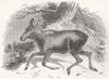 MOOSE. Moose Deer, at the Surry Zoological Gardens 1844 old antique print