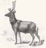 LONDON. Smithfield Cattle-Show-Red stock deer from Windsor 1844 old print