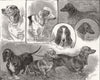 DOGS. The Dachshund and Basset-Hound show at the Royal Aquarium 1886 old print