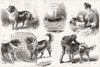 COLLIE DOG SHOW. Royal Aquarium, Westminster 1888 old antique print picture