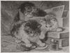 CATS. Never Tired. Kittens 1892 old antique vintage print picture