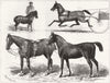 HORSE SHOW. Blyth-Toby;Wilson-Liz Kendall;Prince Wales-Jarge;Blunt-Pharaoh 1880