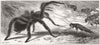 INSECTS. The Gigantic Mouse-eating Spider at the Zoological Gardens 1880 print