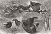 POACHERS. A Group of Poachers. Crows Polecats 1880 old antique print picture