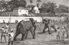 ELEPHANTS. The Elephant fight in the Arena 1880 old antique print picture