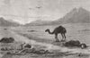 AFGHANISTAN. Left to die-An incident in the Afghan war. Camels 1880 old print