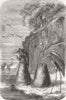 BIRDS. Flamingoes nests, from The Universe 1870 old antique print picture