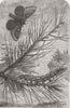 SILKMOTHS. The Pine Bombyx, from The Universe 1870 old antique print picture