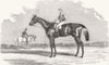 HORSES. Kingston, The winner of the Goodwood cup, 1852 1852 old antique print