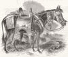 MULES. Abyssinian mule 1843 old antique vintage print picture