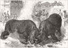 INDIA. Exhibition of rhinoceros-fighting at Vadodara 1878 old antique print