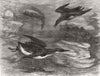 SUSSEX. Guillemots at the Brighton aquarium 1877 old antique print picture