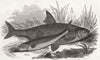 FISH. The roach and gudgeon 1846 old antique vintage print picture