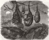 LONDON. Flying foxes zoo, Regent's Park 1861 old antique vintage print picture