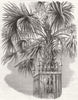 SOUTH CAROLINA. Charleston. Palmetto 1861 old antique vintage print picture