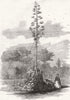 LONDON. American Aloe in Bloom Gdns of Royal Botanic Society, Regents Park 1858