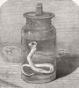 LONDON. Young Python in the Zoological Society's Gardens 1862 old print