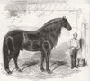 HORSES. Mr Hibbert's giant horse 1843 old antique vintage print picture