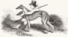 HUNTING. Coursing-Greyhounds 1844 old antique vintage print picture