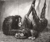 PARIS. Ourang-Outangs at the Jardin Des Plantes, Paris 1877 old antique print