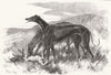 DOGS. Greyhounds Lady Clare and Asylum 1856 old antique vintage print picture