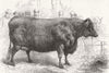 SMITHFIELD. Sir W Gordon Cumming's Scotch polled Heifer, winner 1881 old print