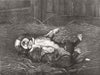 DOGS. A St Bernard Puppy. The sleep of Innocence 1885 old antique print