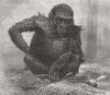 LONDON. The Gorilla at the Zoological Society's Gardens 1887 old antique print