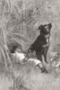 DOGS. On Guard. Dog guarding dozing child 1887 old antique print picture