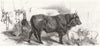 VAL CHIANA. Oxen; Ox Pisan race; Sheep Ginestre D'Artiminio Merino 1881 print