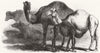 ITALY. Buffaloes; Camels from the royal domain of San Rossore 1861 old print