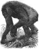 PRIMATES. The Gorilla 1859 old antique vintage print picture