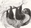 LONDON. Sloth at the Zoological Gardens, Regent's Park 1844 old antique print