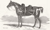 WELLINGTON. Copenhagen, The Dukes Favourite charger 1852 old antique print