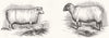 ENGLAND. E Hardy's Improved Cotswold Ram; Hutton's Hampshire Down 1844 print