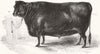 SCOTLAND. Prince Albert's Angus polled ox 1844 old antique print picture