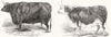 CATTLE. Hudson's Hereford Ox; Mr Senior's 1844 old antique print picture